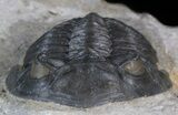 Prone Hollardops Trilobite - Sharp Eye Detail #41840-3